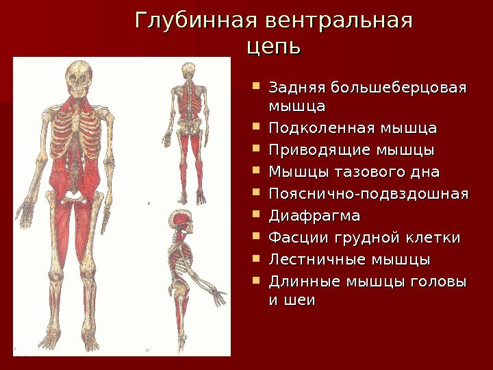 Миофасциальные цепи схема