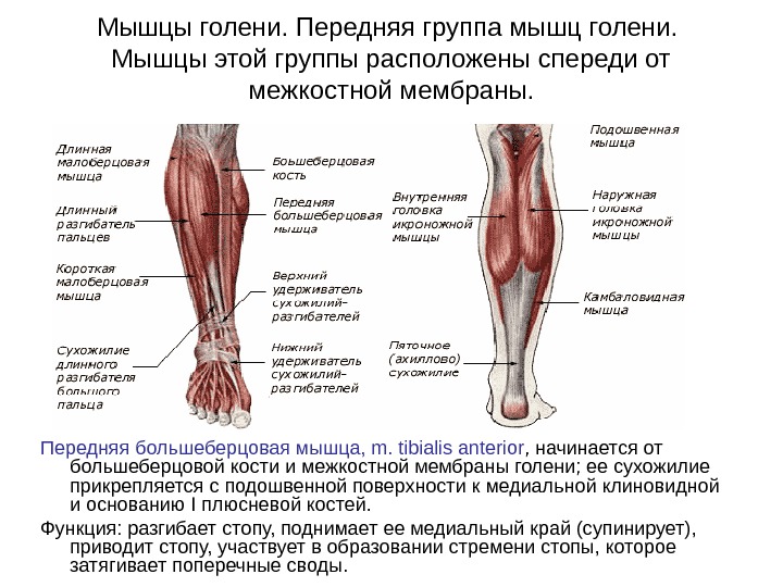 Строение голени ноги человека фото с описанием костей и мышц