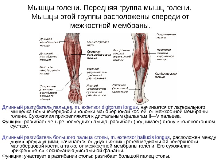 Мышцы нижних конечностей стопы. Мышцы сгибатели голени анатомия. Сгибатели и разгибатели голени. Мышцы голени сгибатели и разгибатели. Мышцы голени передняя большеберцовая мышца.