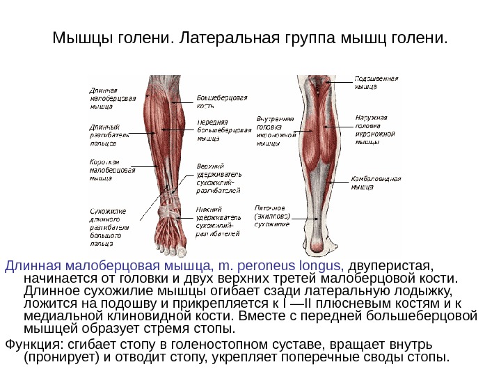 Мышцы голени правой