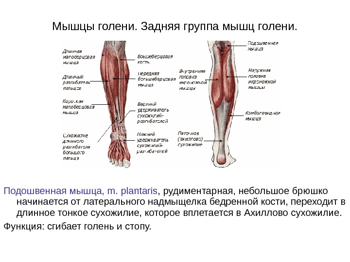 Мышцы ног фото и описание