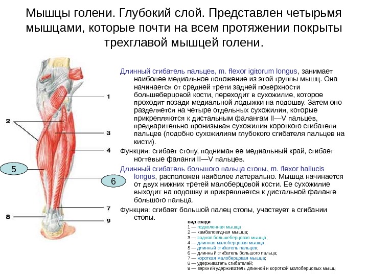 Мышцы нижних конечностей стопы. Медиальная группа мышц голени анатомия. Мышцы и сухожилия задней поверхности голени. Глубокие мышцы голени задней группы. Мышцы сгибатели голени анатомия.