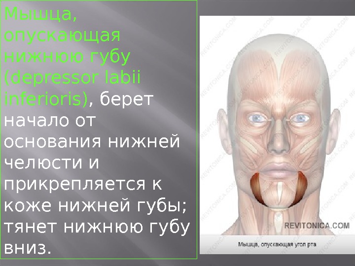 Мышца опускающая. Мышца, опускающая нижнюю губу (m. Depressor Labii inferioris). Квадратная мышца нижней губы. Мышцы опускающие нижнюю.