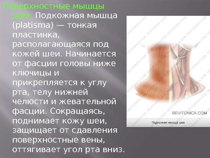 Подкожная мышца. Подкожная мышца шеи начало. Подкожная мышца шеи прикрепляется к:. Подкожная мышца функции. Подкожная мышца шеи располагается под.