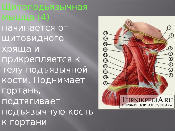 Мышцы расположенные ниже подъязычной кости