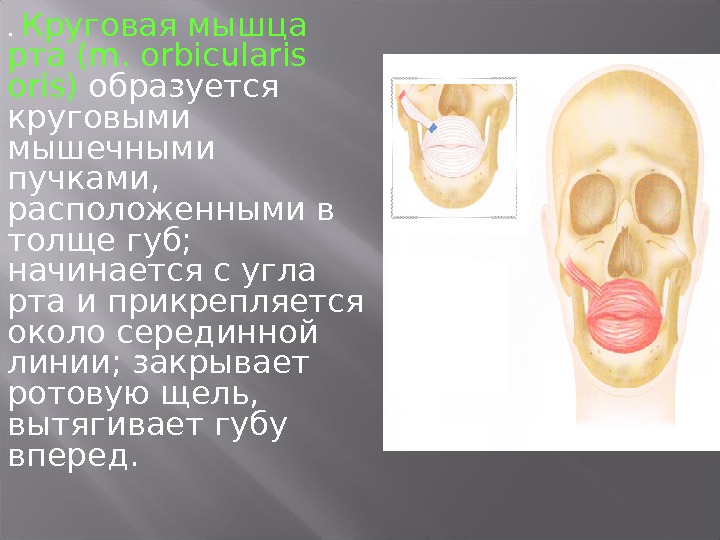 Круговая мышца рта. Круговая мышца рта m. orbicularis Oris. Круговая мышца рта прикрепление. Круговая мышца рта функции. Функции круговой мышцы РТ.