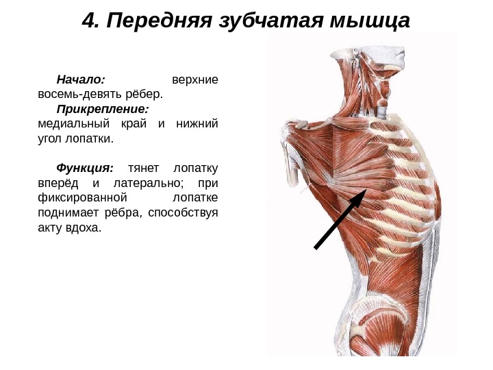 Мышцы груди фото