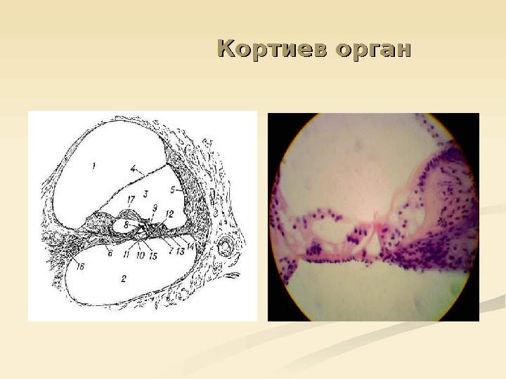 Кортиев орган рисунок