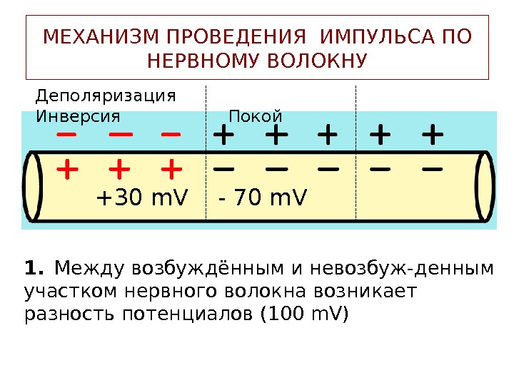 Лекция 3 НЕРВНЫЕ ВОЛОКНА Нервное волокно
