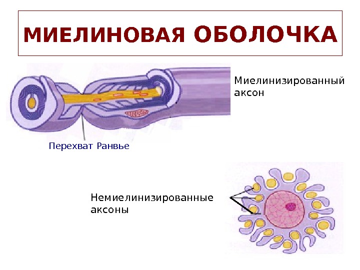 Картинка нервное волокно