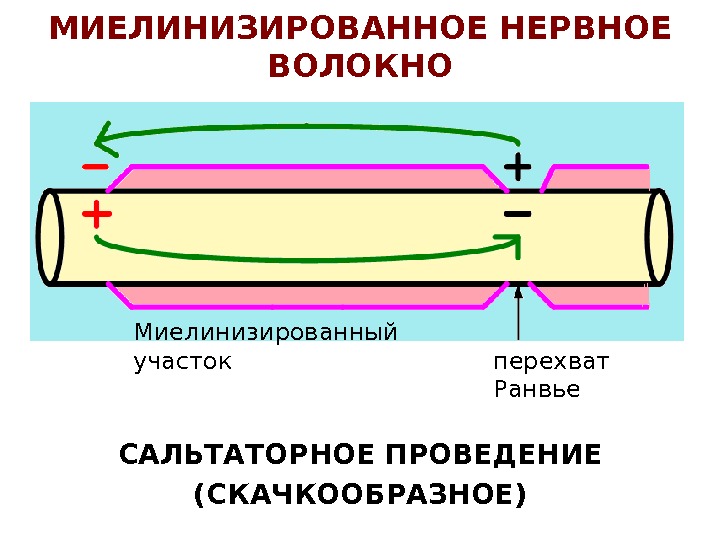 Лекция 3 НЕРВНЫЕ ВОЛОКНА Нервное волокно