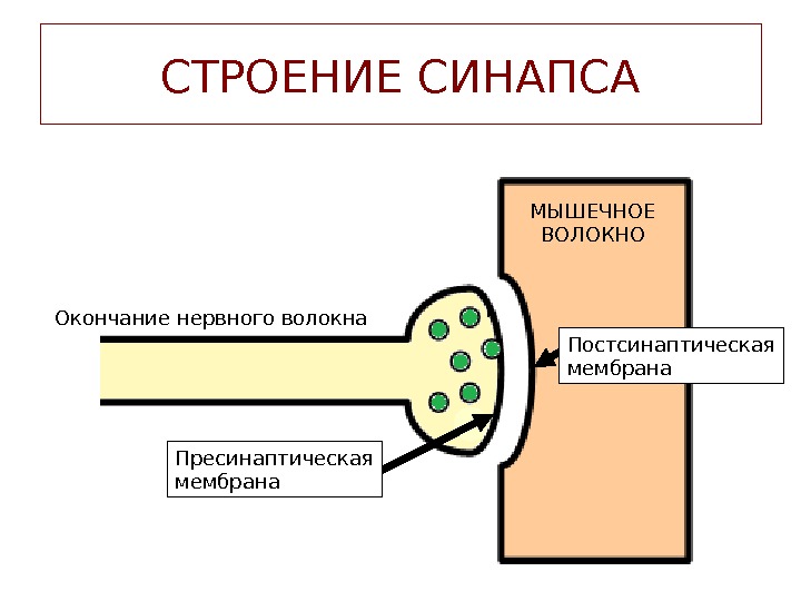 Лекция 3 НЕРВНЫЕ ВОЛОКНА Нервное волокно