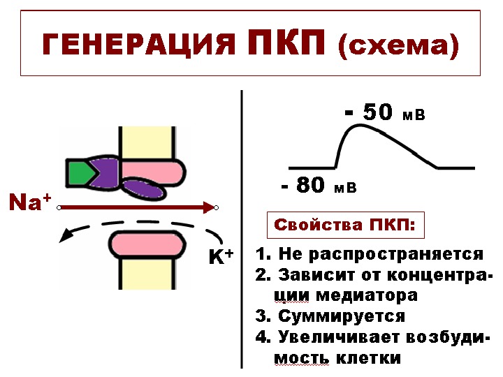 Лекция 3 НЕРВНЫЕ ВОЛОКНА Нервное волокно