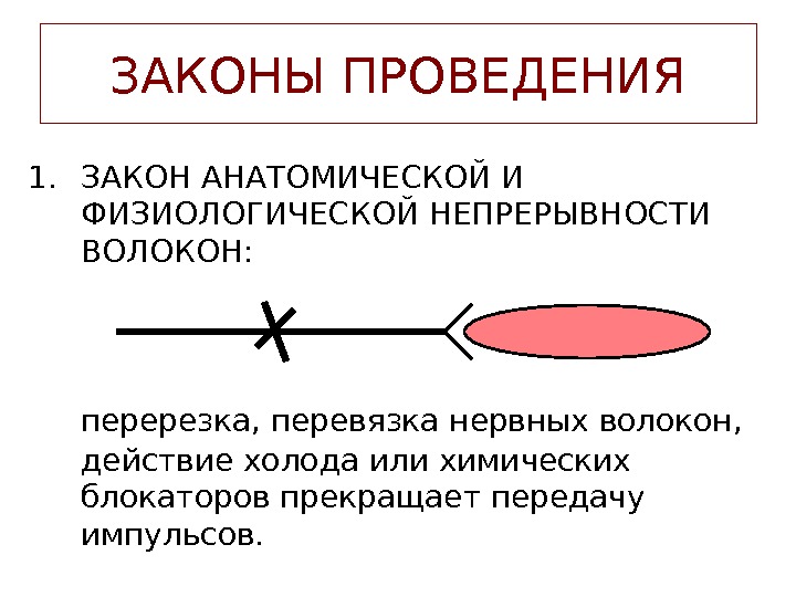 Проводить закон. Закон анатомической и физиологической целостности нервного волокна. Нарушение физиологической целостности нервного волокна. Закон анатомической и физиологической непрерывности нерва. Закон анатомической и физиологической целостности нерва схема.