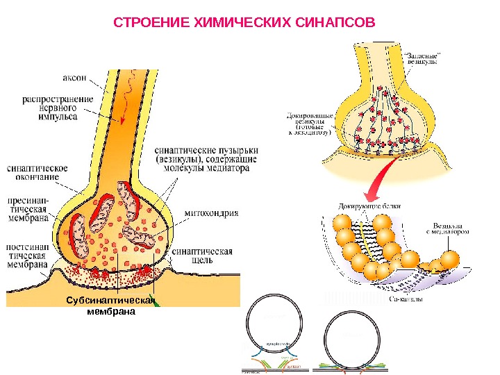 Работа синапса. Строение синапса физиология субсинаптическая мембрана. Структура химического синапса. Строение химического синапса физиология. Химический синапс общий план строения.