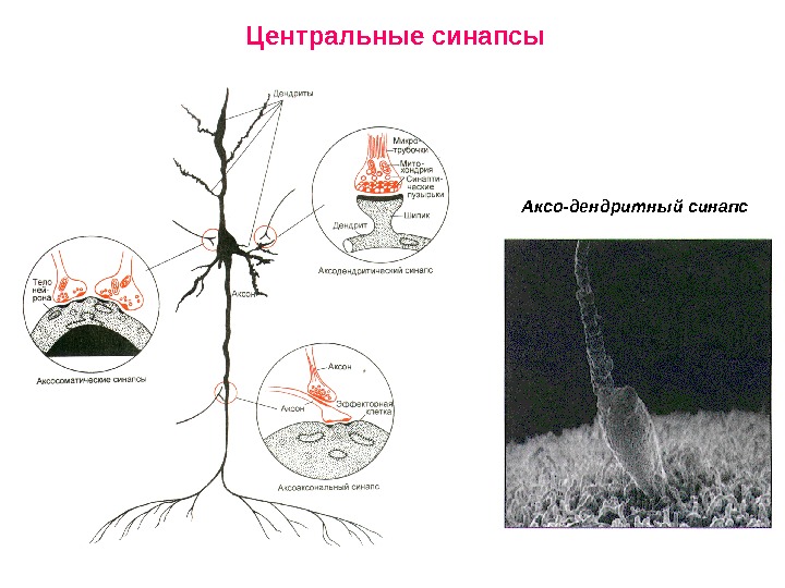 Синапс центр. Аксодендритные синапсы. Центральные синапсы. Дендро дендритический синапс. Аксо-аксональные синапсы.