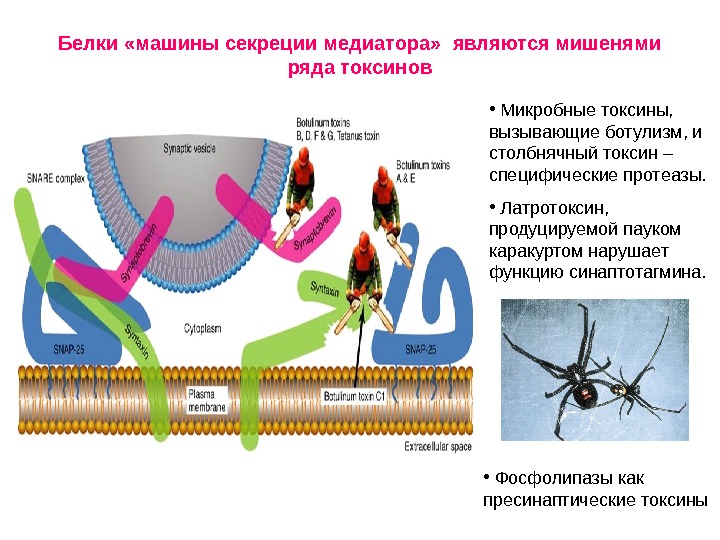 Потенциал действия физиология презентация