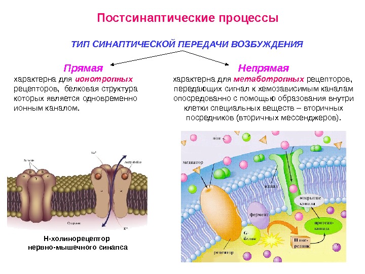 Возбуждение рецепторов. Рецепторы постсинаптической мембраны физиология. Прямая и непрямая синаптическая передача. Постсинаптические процессы. Рецепторы синаптической передачи.