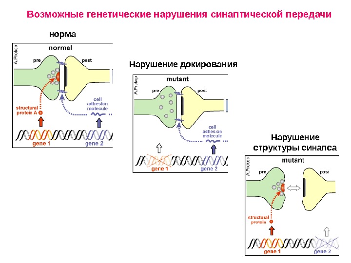 Потенциал действия физиология презентация