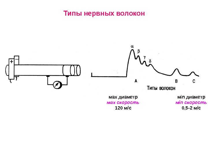 Потенциал действия физиология презентация