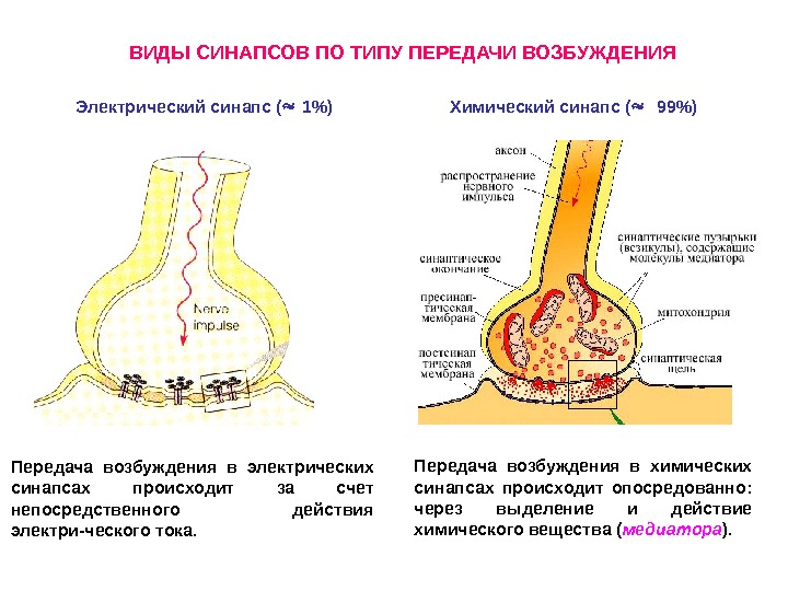 На рисунке ниже изображена схема передачи потенциала действия в миелинизированном нервном волокне