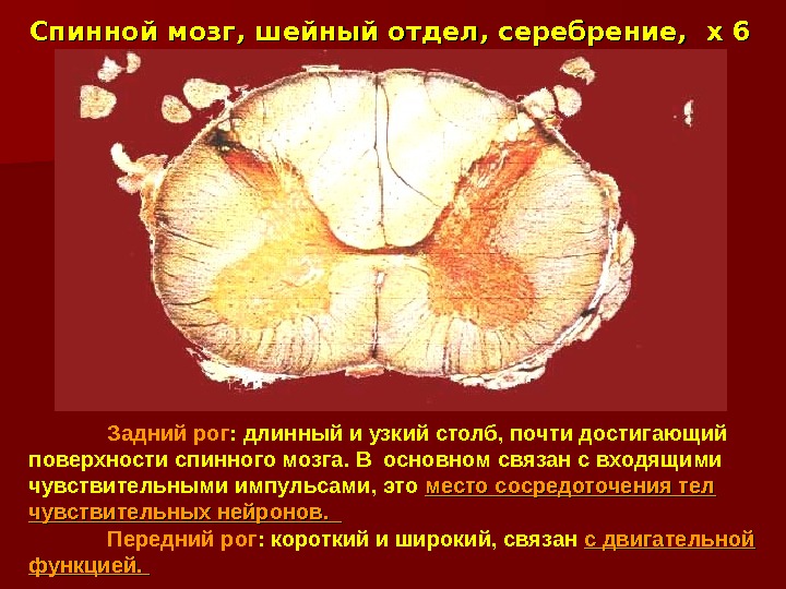 Шейный отдел мозг. Центральный канал спинной мозг. Задние рога спинного мозга гистология. Передний Рог спинного мозга гистология. Рога спинного мозга шейный.