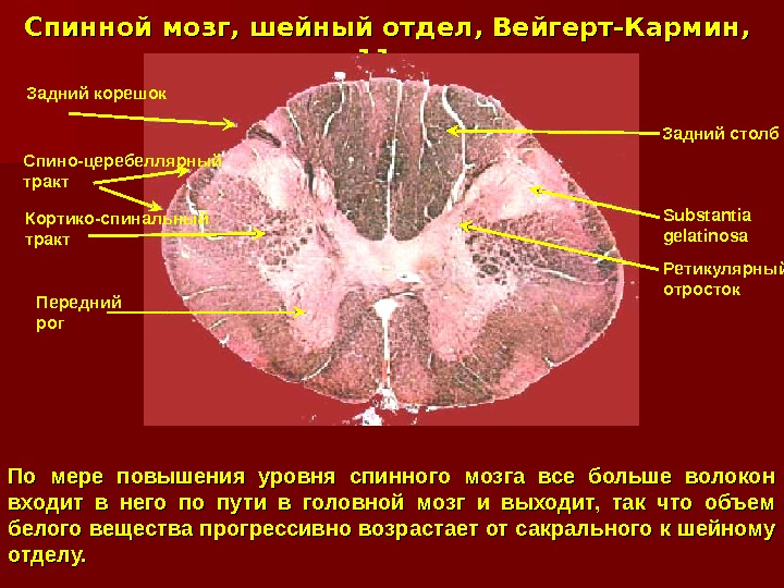 Шейный отдел мозг