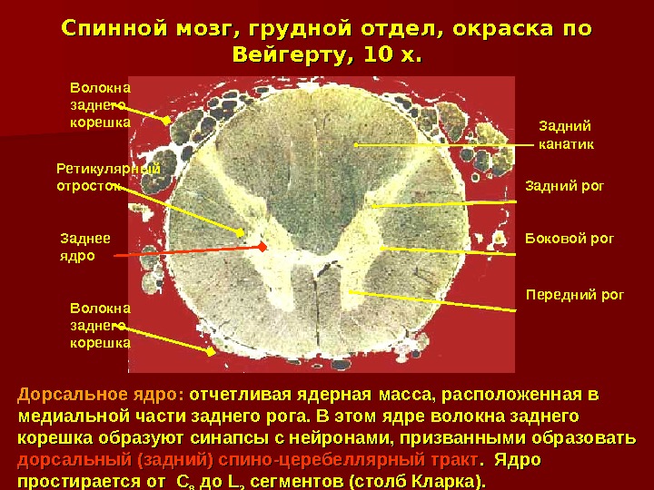 Ядра спинного мозга