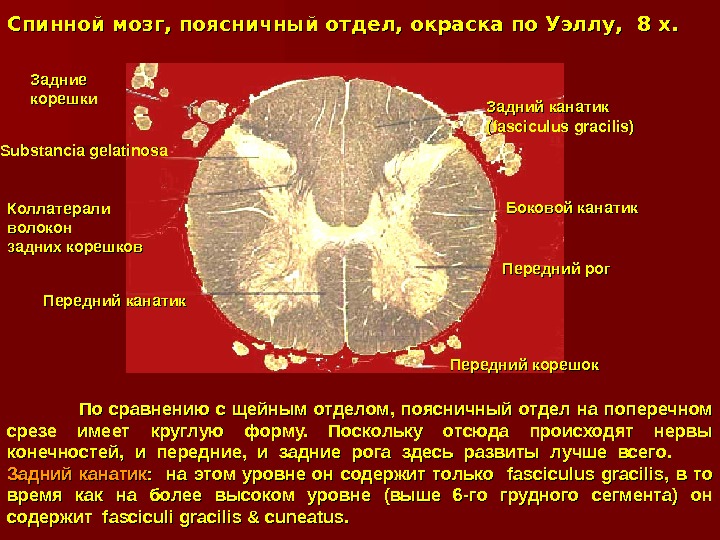 Задний спинной мозг. Срез спинного мозга препарат. Поперечный срез спинного мозга препарат. Поперечный срез спинного мозга корешки. Поперечный срез спинного мозга гистология.