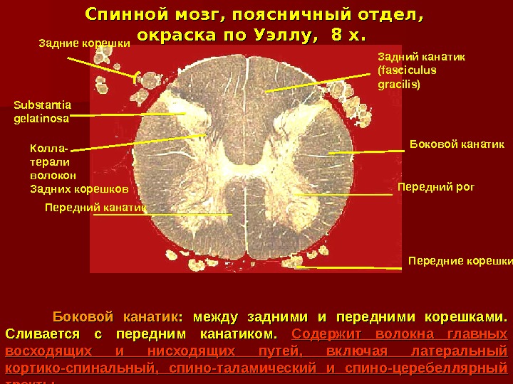 Канатики спинного мозга. Функции и направления передних и задних канатиков спинного мозга. Передний канатик белого вещества спинного мозга. Боковые канатики спинного мозга функции. Задние канатики спинного мозга содержат.