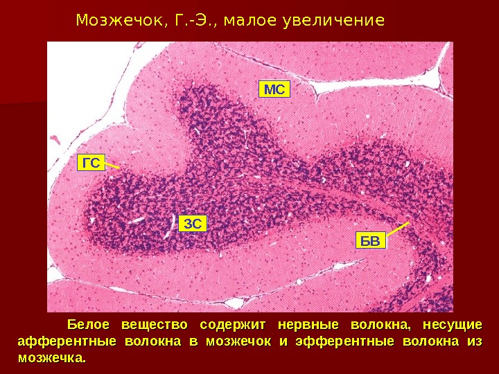 Общий план строения мозжечка гистология