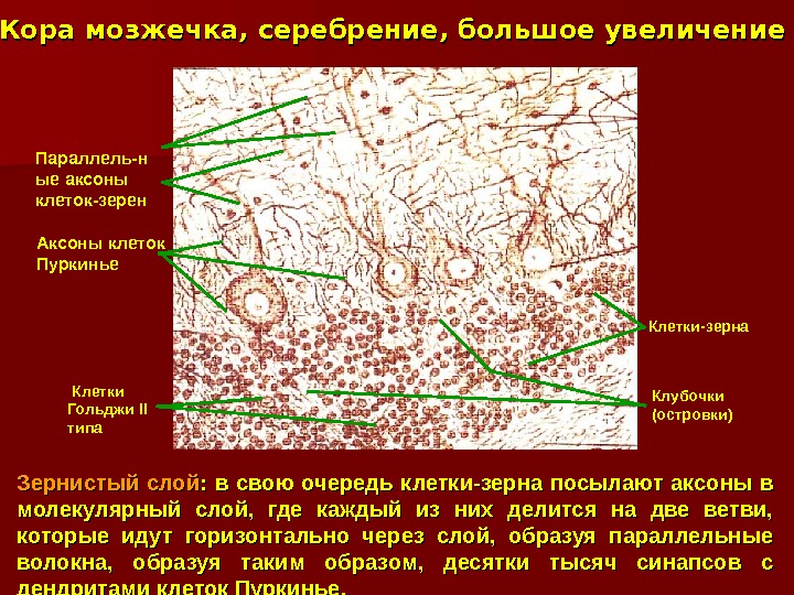 Клетки зерна. Клетки Пуркинье в мозжечке гистология. Клетки Пуркинье гистология. Препарат кора мозжечка клетки Пуркинье. Мозжечок клетки Пуркинье серебрение.