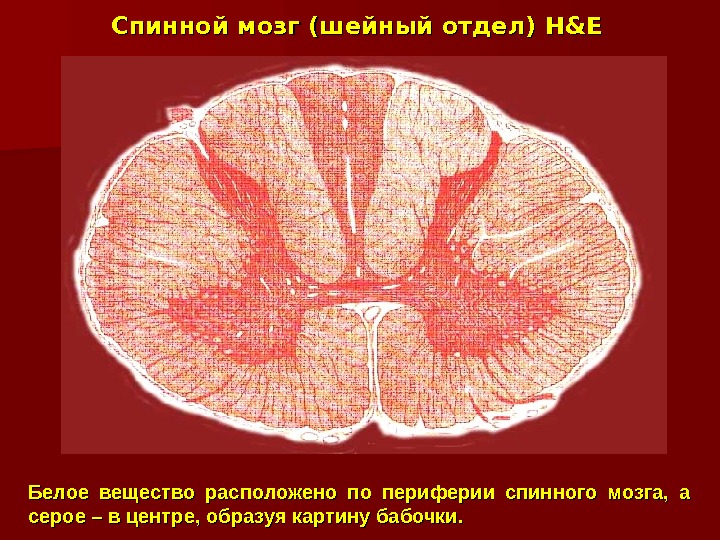 Шейный мозг. Периферия мозга. Периферийная область мозга. Белое вещество спинного мозга расположено по периферии. Белое вещество спинного мозга гистология.