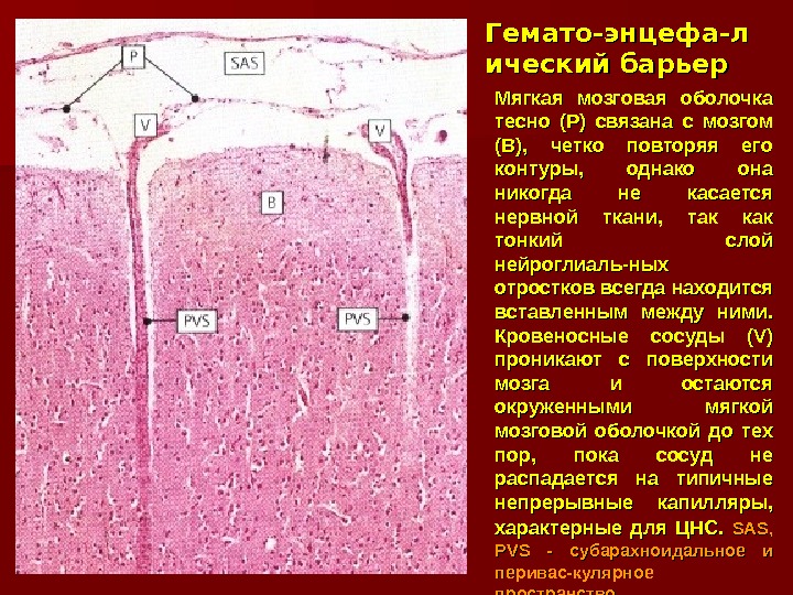 Головной мозг гистология презентация