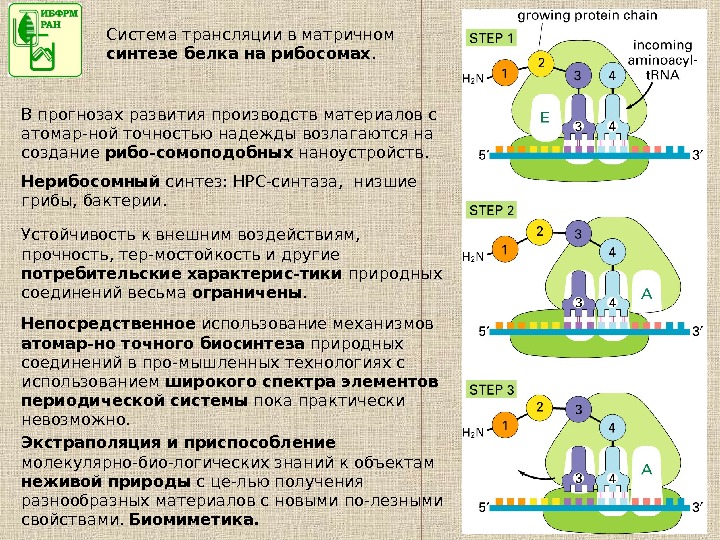 Синтез белка механизмы