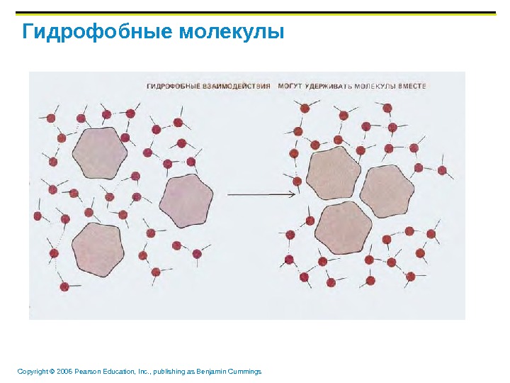 Характеристика гидрофобных связей. Гидрофобные взаимодействия. Гидрофобные и гидрофильные молекулы. Гидрофобные молекулы в воде. Гидрофильно гидрофобные взаимодействия.