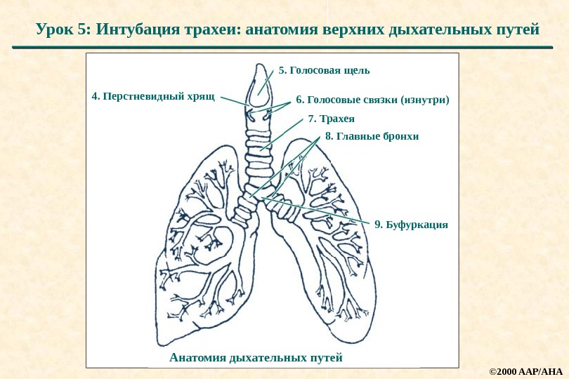 Дыхательная система млекопитающих функции