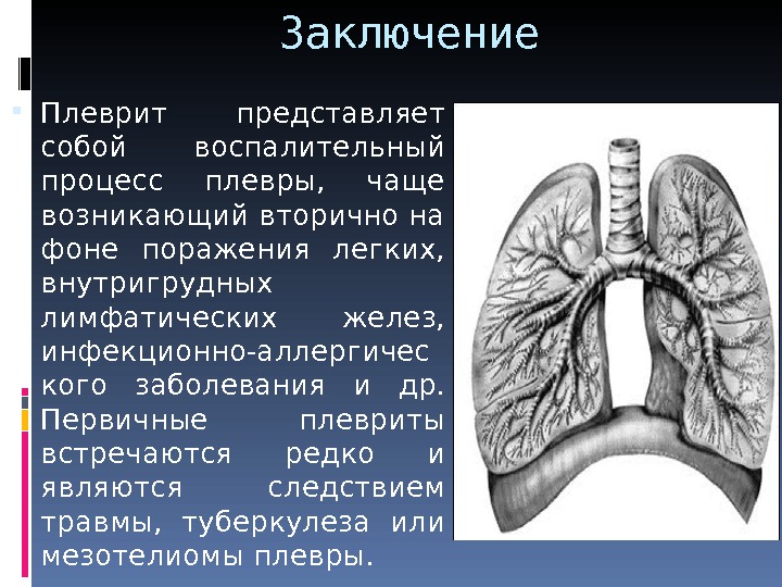 Плевра топографическая анатомия презентация