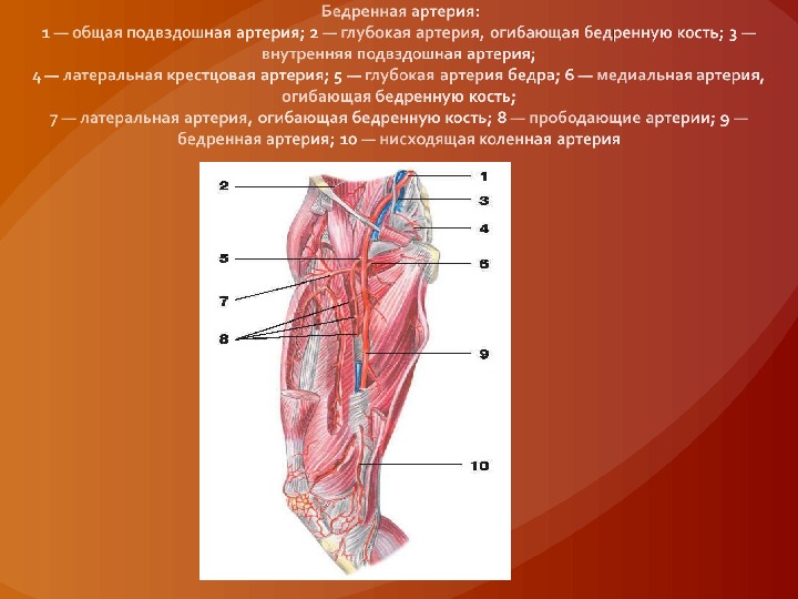 Бедренная артерия фото