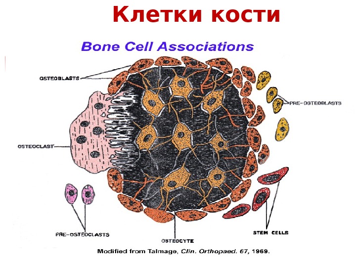 Функции клетки кости