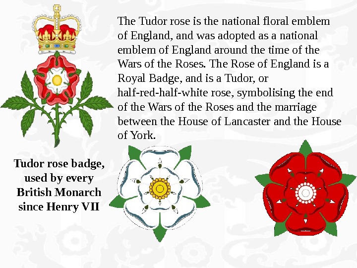 Rose symbol of england