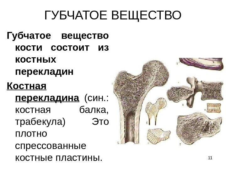 Что находится в губчатой кости. Строение губчатого вещества кости. Губчатое костное вещество строение. Губчатое вещество кости состоит из. Губчатое вещество костной ткани.