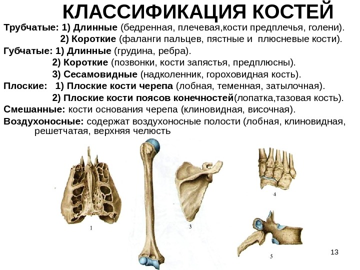 Плоские кости скелета человека. Кости трубчатые губчатые плоские смешанные. Классификация костей анатомия. Губчатые трубчатые кости позвонки. Классификация костей трубчатые губчатые.