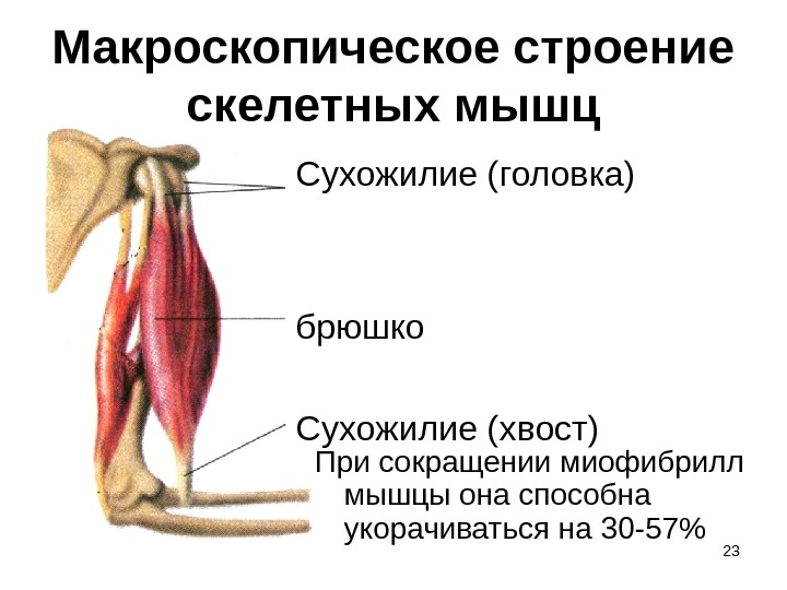 Опорно двигатель аппарата