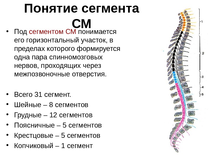 Два отдела позвоночника характерны для. Сегментарный аппарат спинного мозга. Скелетотопия сегментов спинного. Шейный отдел спинного мозга. Сегментарное строение спинного мозга.