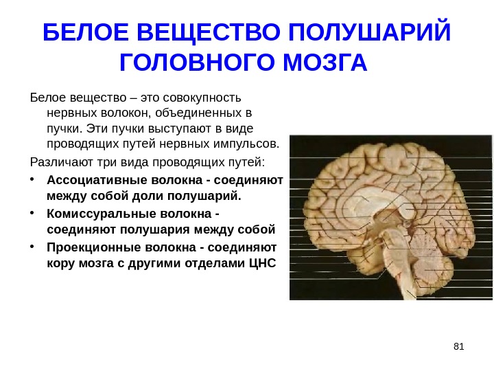 Мозг значение слова. Белое вещество головного мозга. Структура белого вещества мозга.