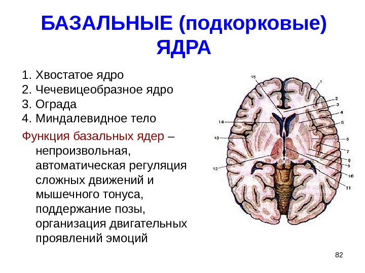 Подкорковые ядра полушарий. Подкорковые ядра головного мозга функции. Перечислите базальные ядра головного мозга. Базальные ядра головного мозга анатомия. Подкорковые ядра головного мозга анатомия.