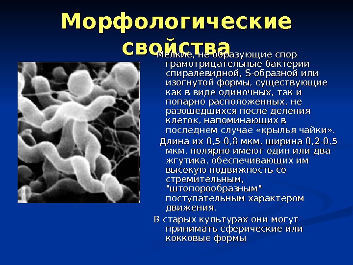 Микроорганизм образующий споры. Методы определения морфологических свойств бактерий.. Морфологические свойства бактерий. Какие бактерии образуют споры. Спиралевидная грамотрицательная бактерия.