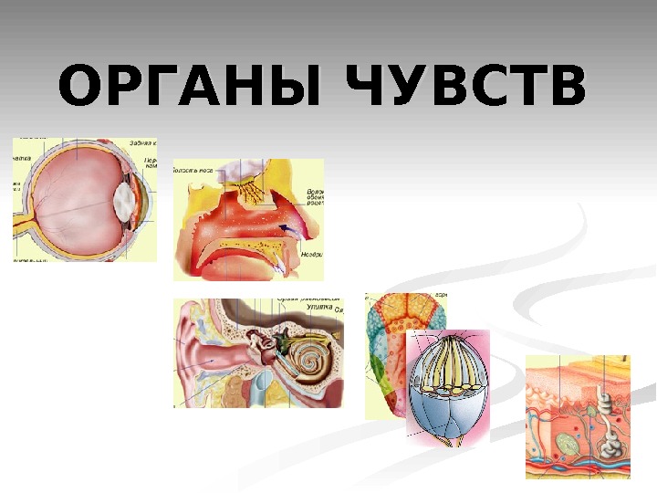 5 органов. Органы чувств анатомия. Система органов органы чувств. Звенья органов чувств. Орган зрения и обоняния анатомия.