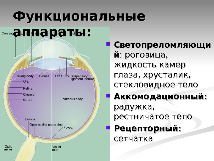 Стекловидное тело глаза структура. Светопреломляющие структуры глазного яблока.. Функциональные аппараты органа зрения.